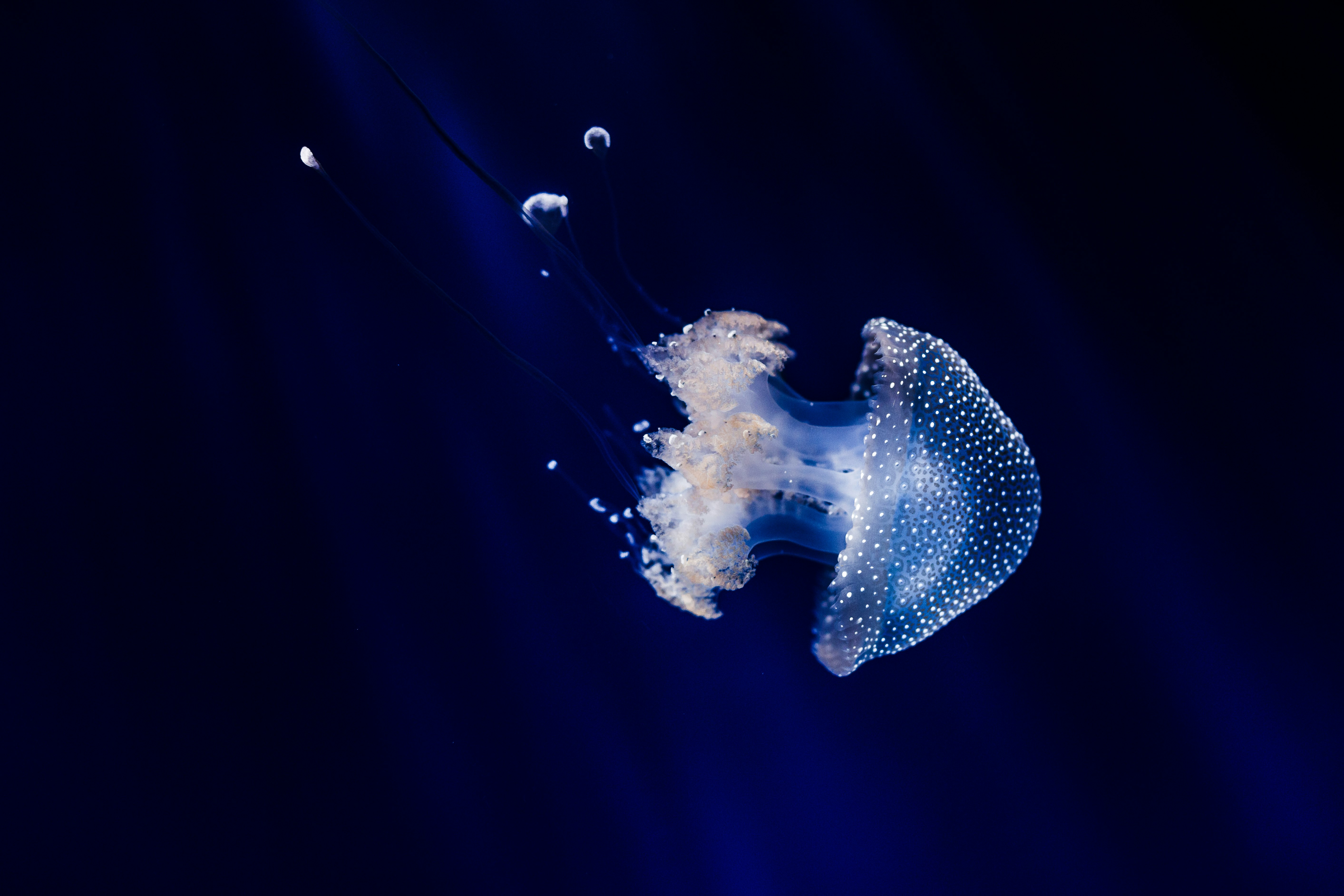 blue jellyfish